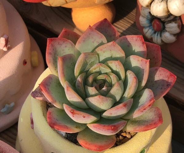 多肉植物叶子变透明了 是黑腐化水的表现 要赶紧处理 看点快报