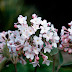 Viburnum Diseases Uk / The investigation of the patient with suspected renal disease usually requires assessment of both structure and function of the kidneys.