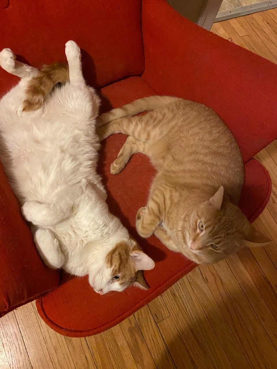 Cheddar and Colby Jack (aka Orion Drake)  Hyde Park Cats