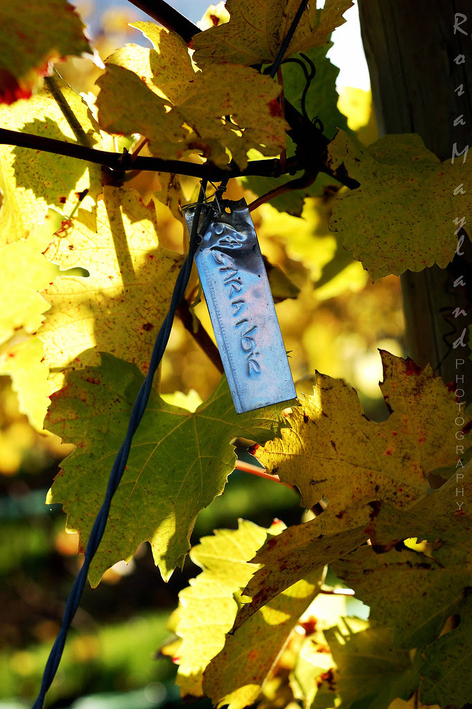 An Autumn Walk Through The Vineyards