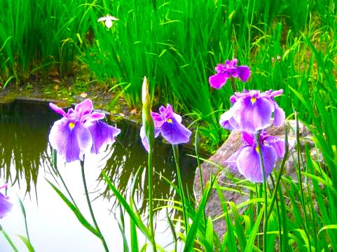 平安神宮花散歩