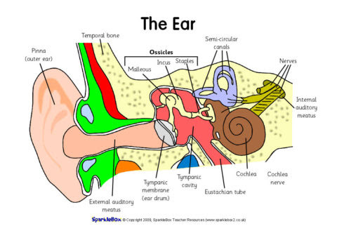Label the Ear Worksheets (SB6635) - SparkleBox