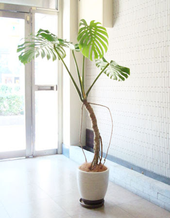 アドニスgスタッフブログ 観葉植物 多肉植物 鉢花