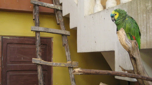 coroico, bolivia