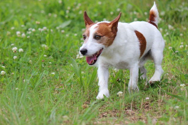 テリア犬は全32犬種 人気の種類と性格 飼い方について
