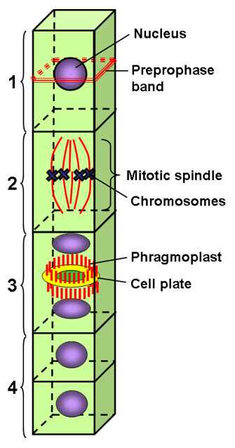 Microtubules in plants diagram | Flickr - Photo Sharing!