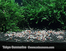ビーシュリンプファームの繁殖テクニックを拝見 自宅ではじめるビーシュリンプ ライフ 熱帯魚のことなら みずものコム