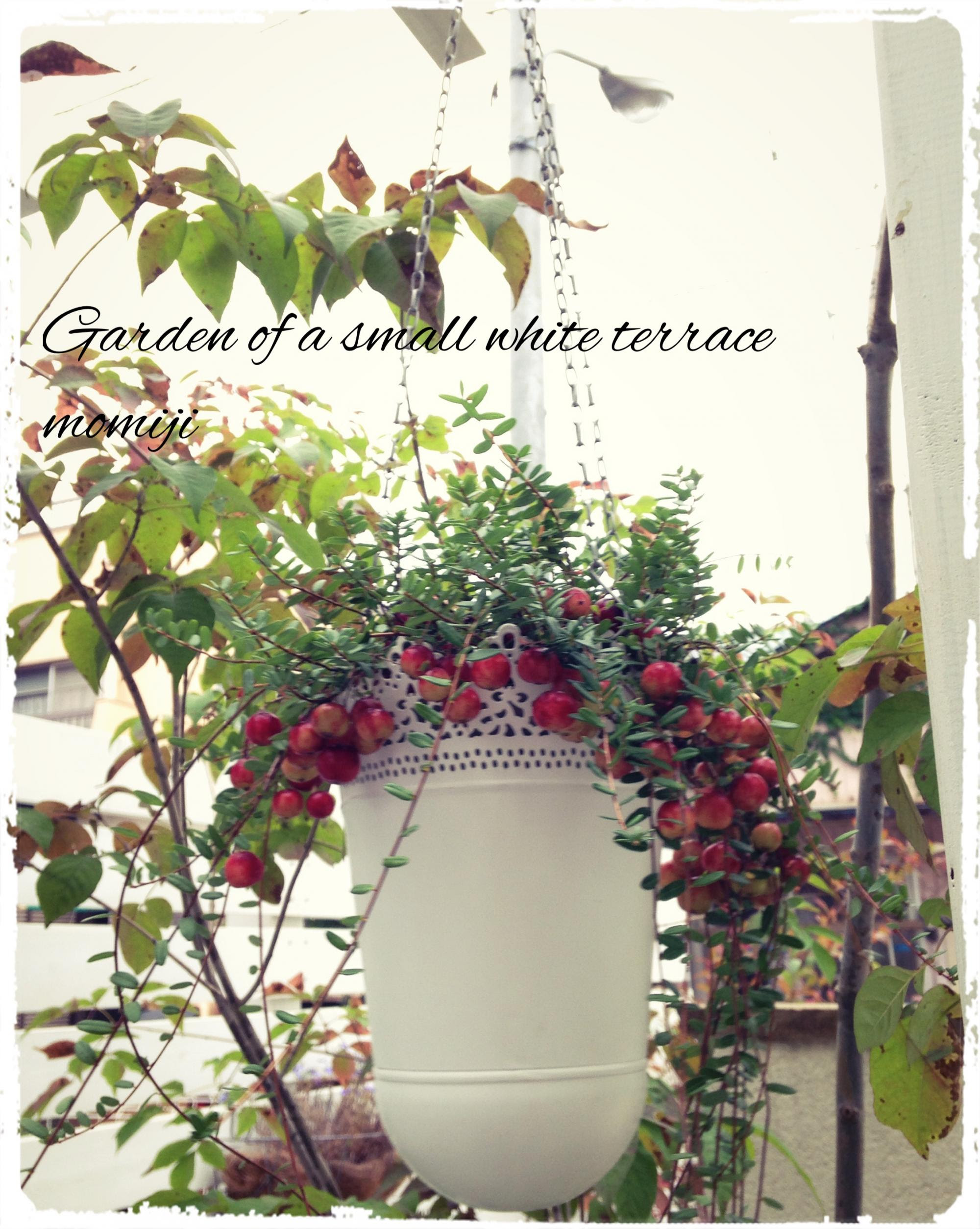 小さな白いテラスの庭 空中栽培のクランベリー 割れた鉢も大活躍 ビオラの寄せ植え2種 艸