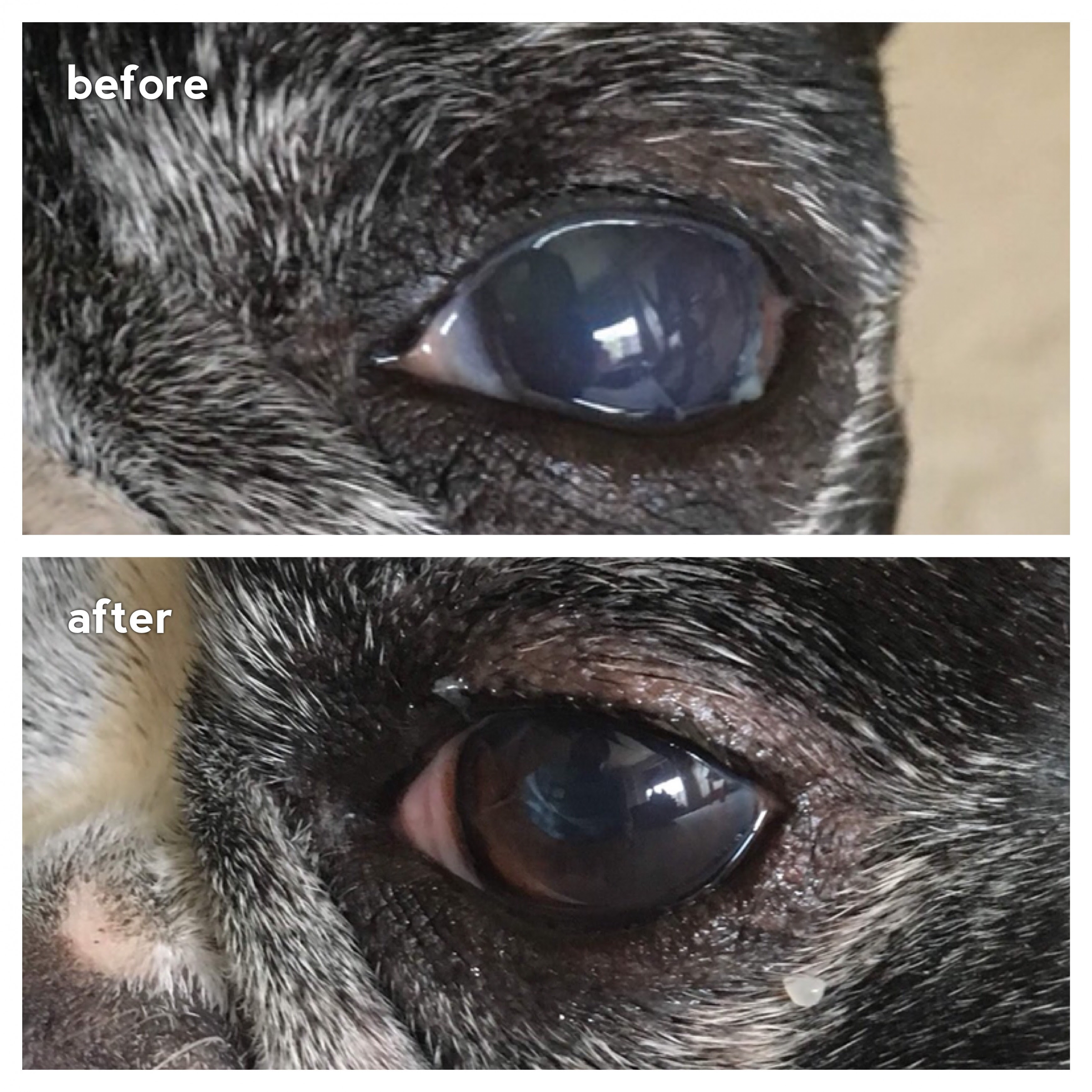 角膜炎8日目 落ち着いて来たように見える 2 病院 症状 予防 怪我