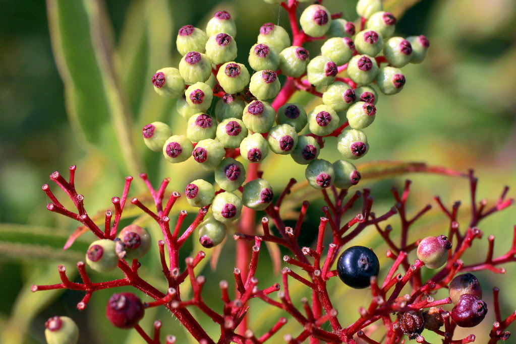 Sambucus ebulus, el saúco menor o yezgo.