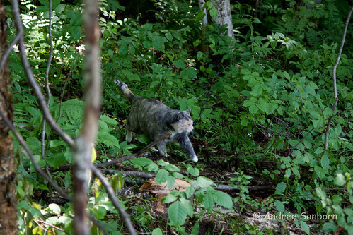 Possum Takes a Hike-7.jpg