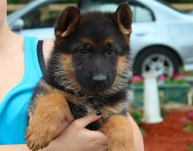 German Shepherd Breeders Ontario Puppies For Sale German