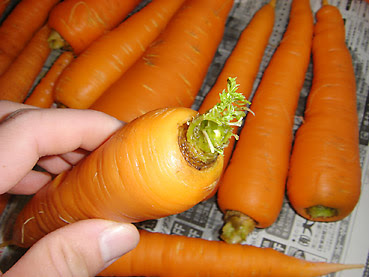 ニンジンの保存方法 家庭菜園での有機無農薬栽培の方法