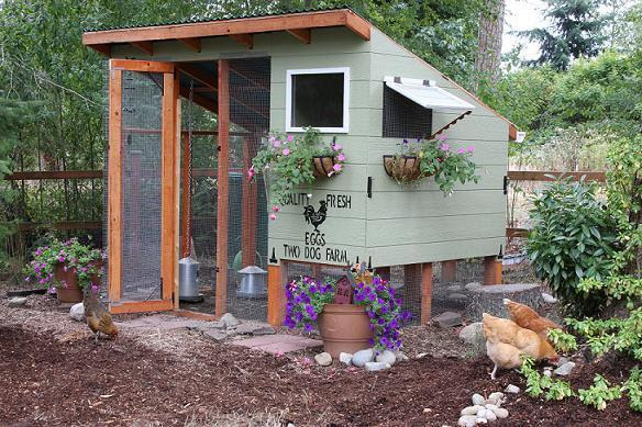 Backyard Chicken Coops