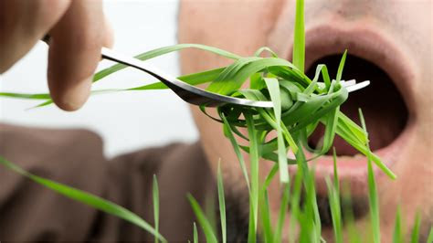 plant based diet  athletes