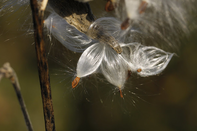 milkweed seeds2