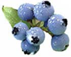 blueberry