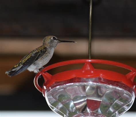 hummingbird food recipe