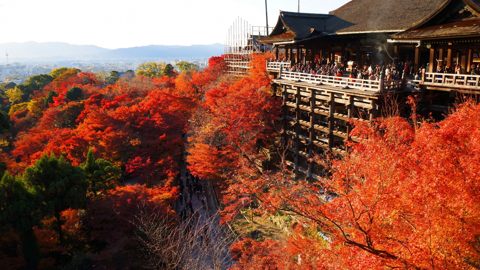 清水の舞台と燃える赤い紅葉 清水寺の秋の彩り 京都もよう Kyoto Moyou