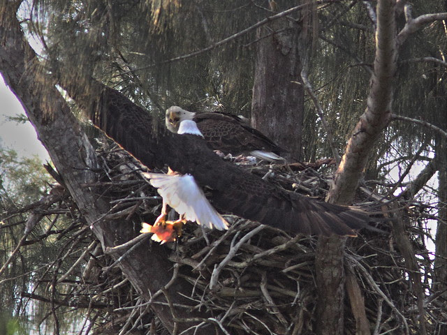 Bald Eagle male returns with fish 20140205