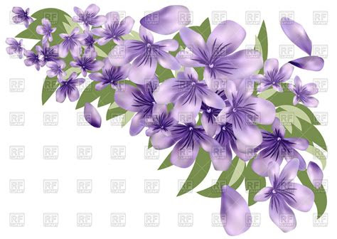 lavender flower  leaves vector image  plants