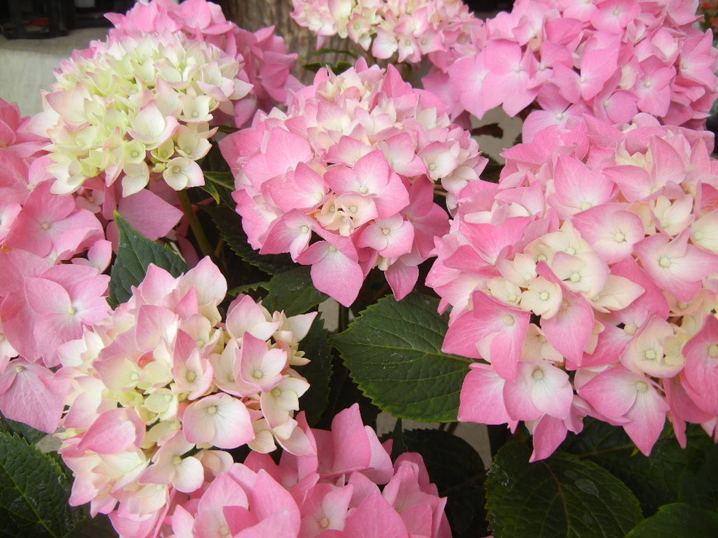 日本固有種の紫陽花の種類をご紹介 植物navi