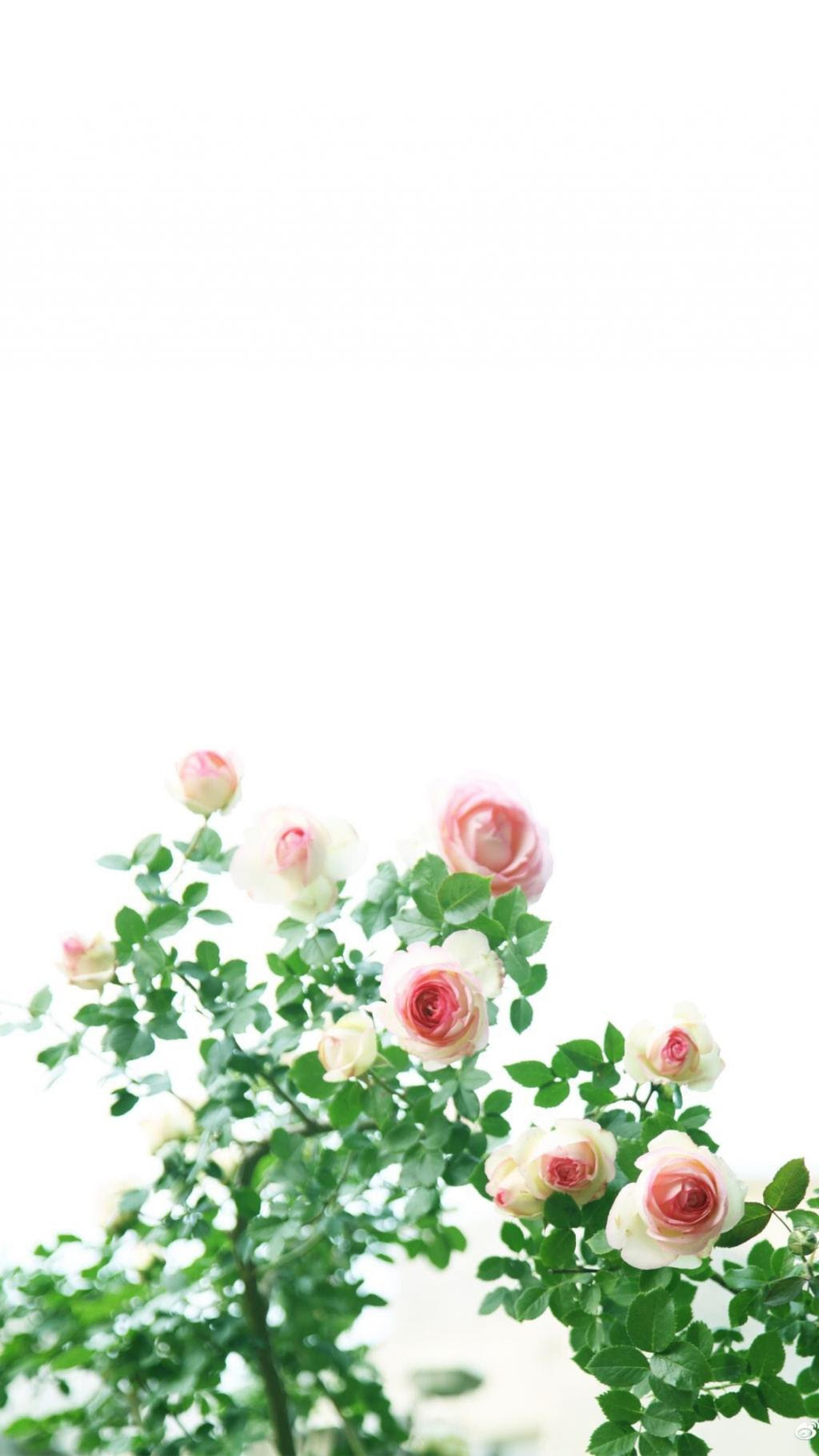 又是一年蔷薇花开 高清锁屏图片 手机壁纸 桌面城市