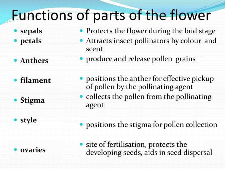 PPT Sexual reproduction in plants PowerPoint