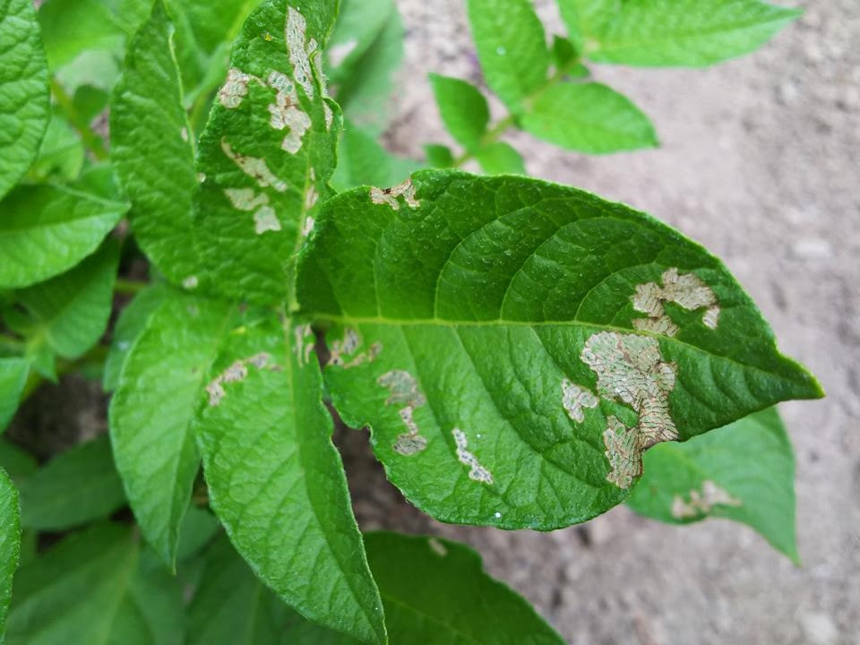 ナスの葉が穴だらけに 犯人はテントウムシダマシ 日々お茶暮らし