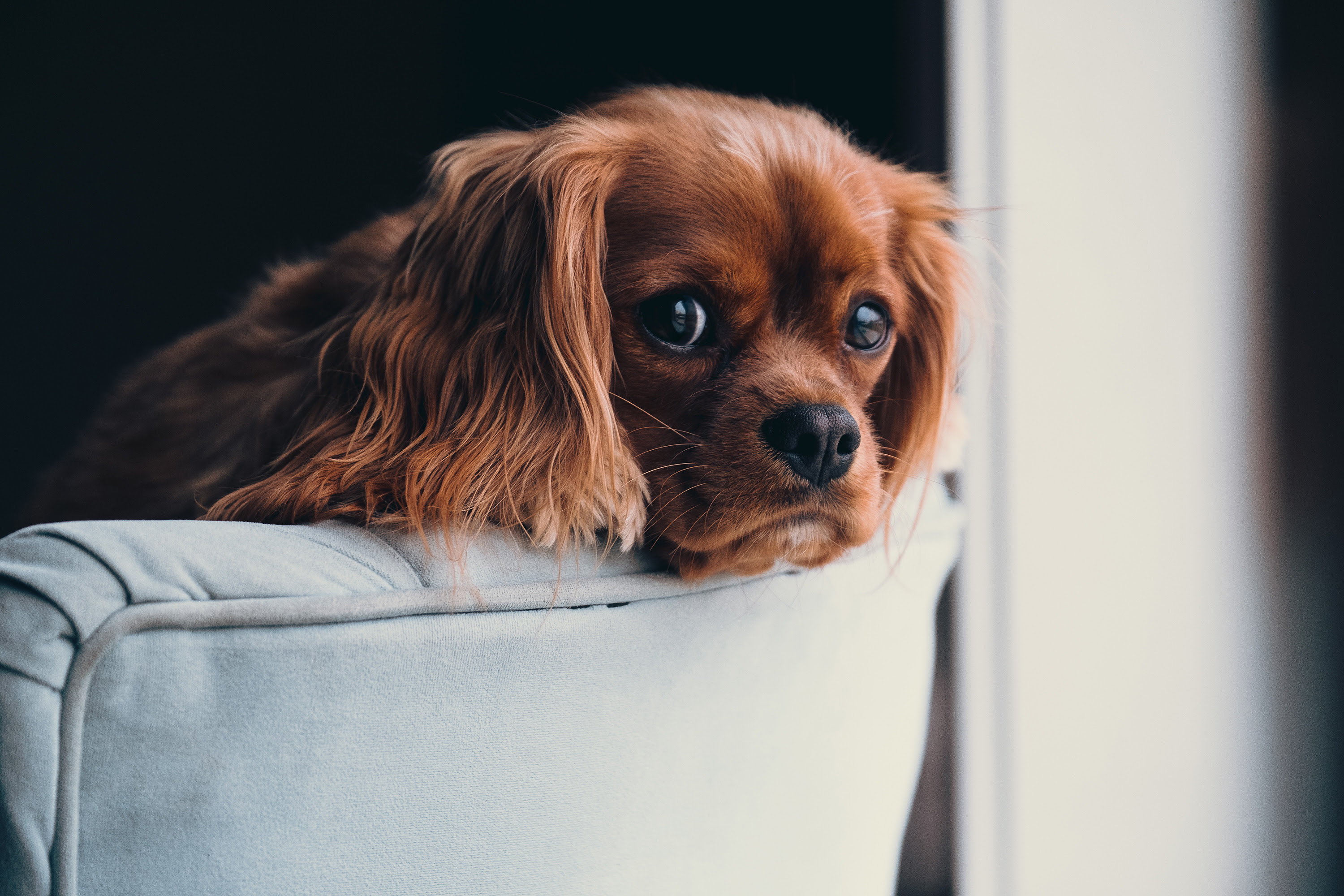 犬の皮膚病 治療と食事 ドッグフード ラボ