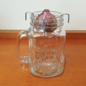 花苗 寄せ植え 球根 草花種子 長野県松本市の 種苗店 ナカツタヤ ガーデニング専門店 ナカツタヤ ガーデンストリート