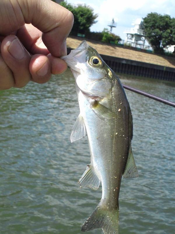 永遠の素人釣り日記 新芝川 セイゴ釣り