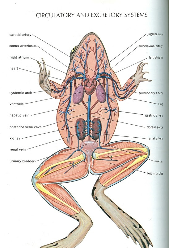 Frog and Human Anatomy Comparison - Ms. Pearrow's 7th Grade Science