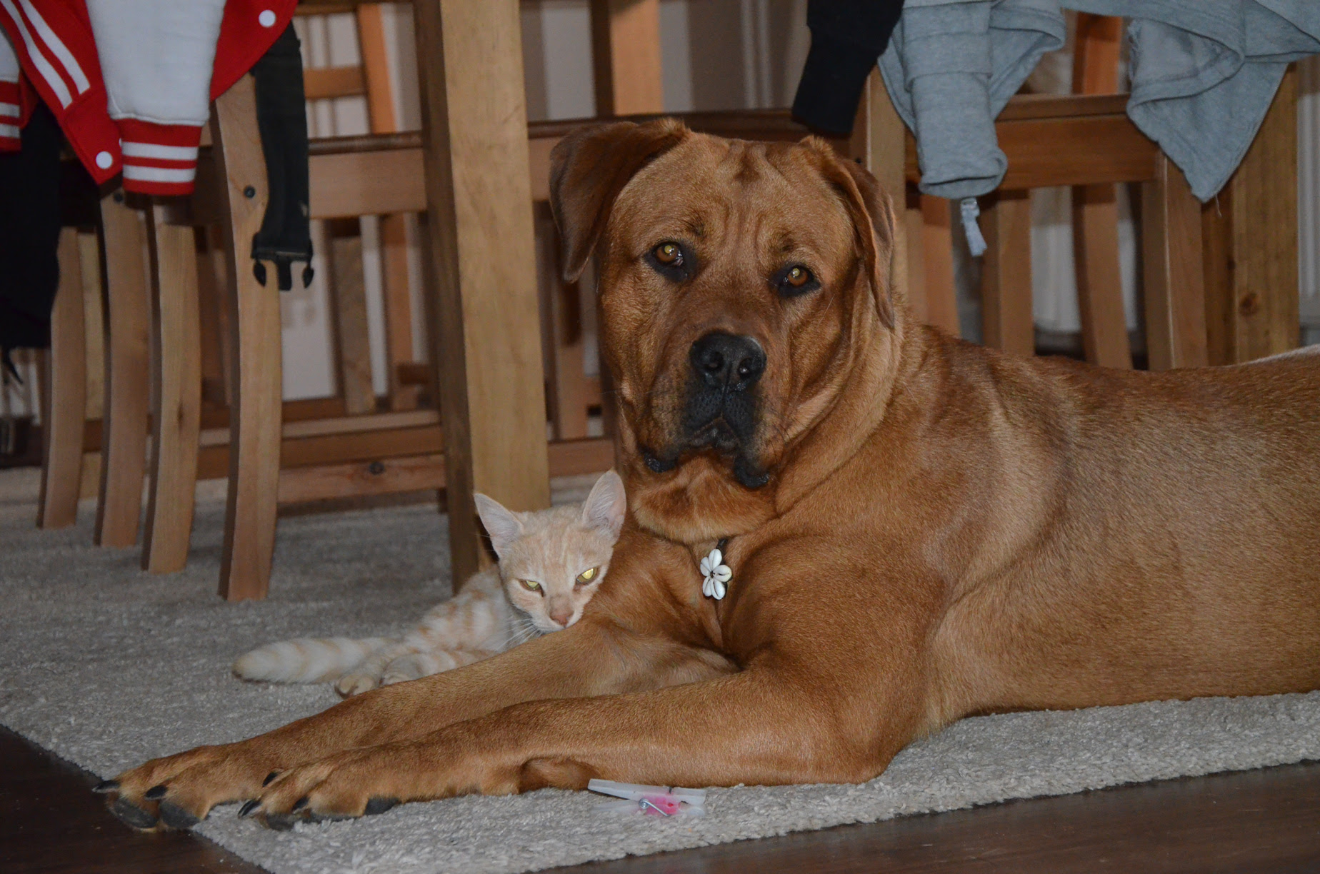Lotte (Bordeauxdogge, Rottweiler) | Mischling - Mix