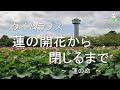 √無料でダウンロード！ �� のか たく 247895