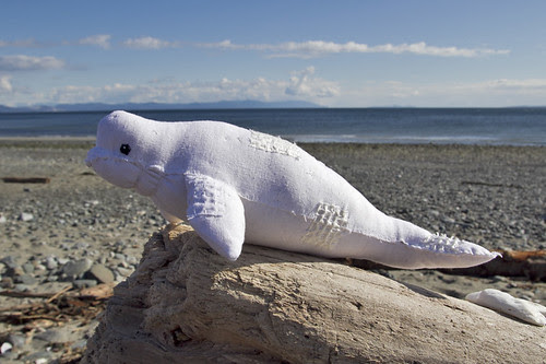 beluga no. 3
