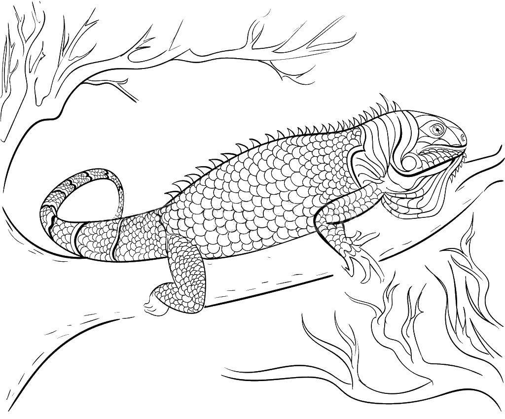 Download Iguana coloring pages to download and print for free