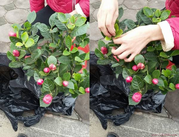 Cây hoa hải đường với chi chít nụ hoa.