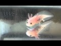 Baby Axolotl Price