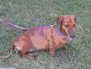 Dogaware Com Articles Epi Exocrine Pancreatic Insufficiency In Dogs