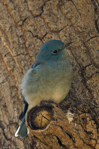 Mountain Bluebird 