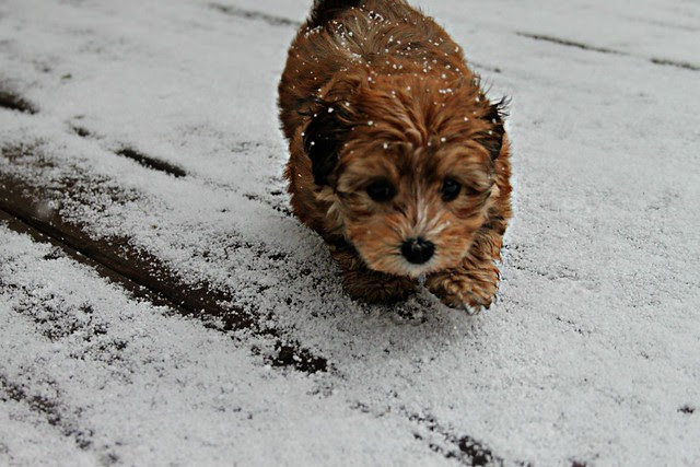 penny in the snow
