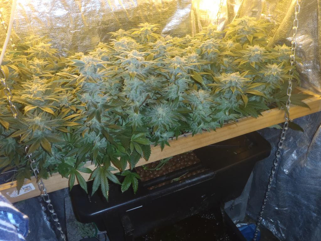 Backyard Aquaponics • View topic - Aquaponics + Cannabis = Best ...