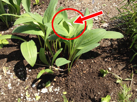 行者ニンニクの花が咲いてます 小梅太郎の そこそこ家庭菜園