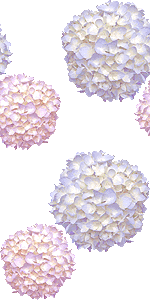 紫陽花の花 アジサイの花のイラスト 条件付フリー素材集
