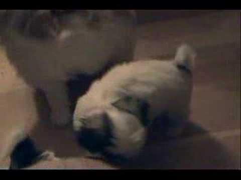 Puppies Playing Together. Mishra playing together,