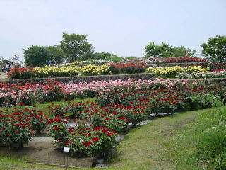 バラの花とバラ園 イングリッシュガーデン 浜寺公園