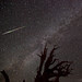 Perseid Meteor Over Bristlecone Pine