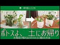 ++ 50 ++ 水栽培 観葉植物 おすすめ 302176-水栽培 観葉植物 おすすめ