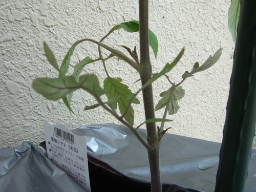 ベランダ菜園 トマトの葉で分かる肥料の状態